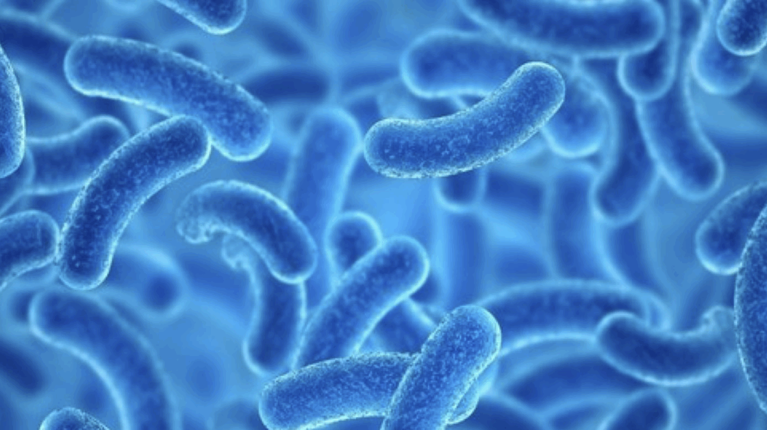 Lactobacillus Plantarum