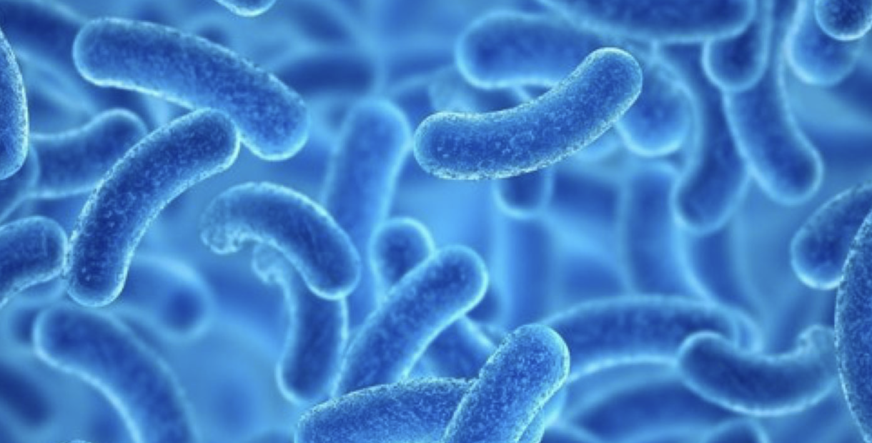 Lactobacillus Plantarum