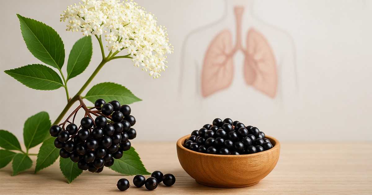 fiori e bacche di sambuco (Sambucus nigra), pianta dalle proprietà antivirali, antinfiammatorie e immunostimolanti per le vie respiratorie
