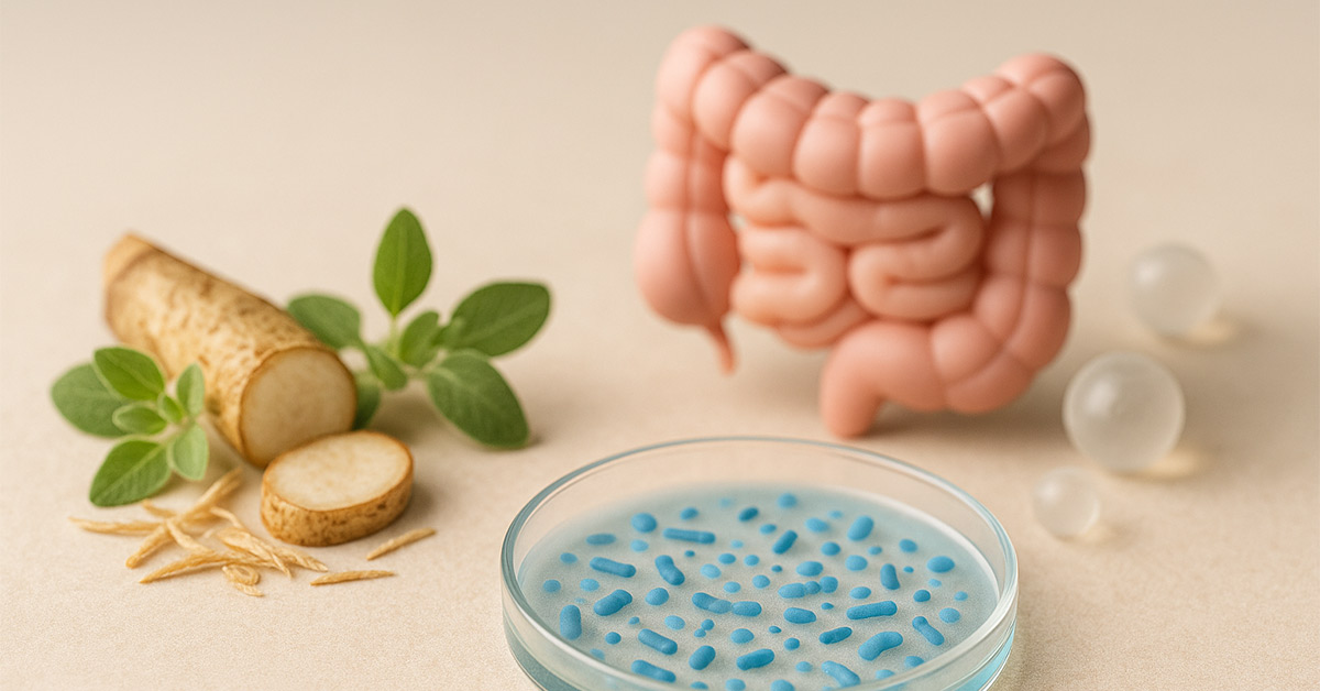 Coltura probiotica, radice naturale e rappresentazione dell’intestino su fondo chiaro per simboleggiare il ruolo dei probiotici nel microbiota e nel sistema immunitario